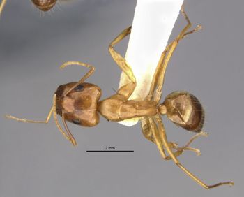 Media type: image;   Entomology 9226 Aspect: habitus dorsal view